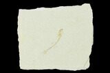 Jurassic Fossil Fish (Orthogoniklethrus) - Solnhofen Limestone #139388-1